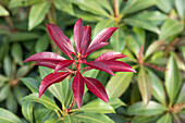 Pieris japonica 'Katsura'