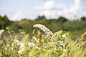 Buddleja davidii, weiß