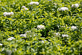 Spiraea japonica 'Albiflora'