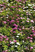 Spiraea japonica 'Shirobana'