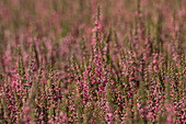 Calluna vulgaris Gardengirls® 'Loki'