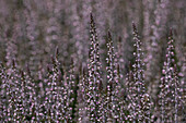 Calluna vulgaris Gardengirls® 'Lisbeth'