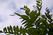 Robinia pseudoacacia 'Umbraculifera'
