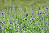 Lavandula angustifolia 'Hidcote'