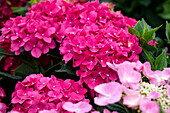 Hydrangea macrophylla, pink-red