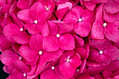 Hydrangea macrophylla, pink-red