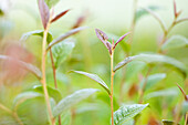 Cotoneaster bullatus