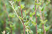 Cotoneaster dielsianus