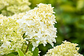 Hydrangea paniculata 'Skyfall'