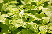 Rhodotypos scandens