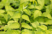 Rhodotypos scandens