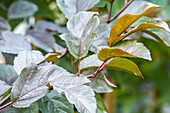 Malus sargentii 'Scarlett'