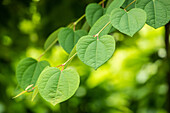 Cercidiphyllum japonicum 'Glowball'