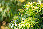 Acer palmatum 'Sharp's Pygmy'