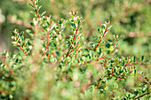 Cotoneaster microphyllus 'Cochleatus'