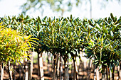 Rhododendron yakushimanum, Stamm