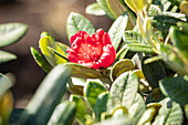 Rhododendron wild forms