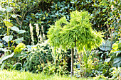 Taxodium distichum 'Secrest', stem