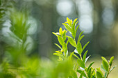 Ilex crenata 'Fastigiata'