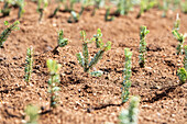 Conifer cuttings