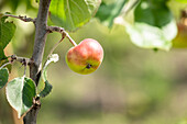 Malus domestica