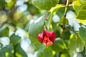 Euonymus europaeus 'Red Cascade'