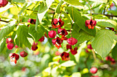 Euonymus europaeus 'Red Cascade'