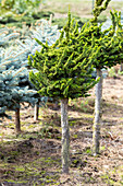 Chamaecyparis obtusa 'Teddy Bear', trunk