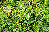 Pinus mugo 'Mini Mops'