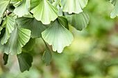 Ginkgo biloba 'Baldi'