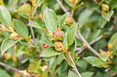 Stewartia pseudocamellia