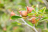 Stewartia pseudocamellia