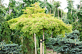 Taxodium distichum 'Secrest', trunk