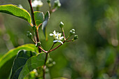 Heptacodium miconioides