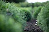 Pinus strobus 'Minima'