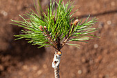 Pinus mugo 'Varella', Stamm