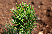 Pinus mugo 'Varella'