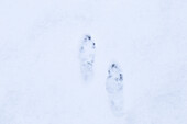 Snow tracks