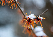 Hamamelis with snow