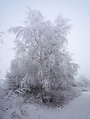 Winter landscape