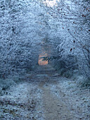 Pine branch with frost