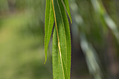 Salix alba