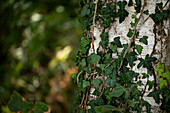 Hedera helix