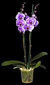 Phalaenopsis 'Royal Purple'