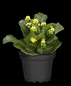 Kalanchoe blossfeldiana, gelb