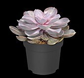 Echeveria 'Purple Pearl'