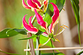 Gloriosa superba