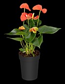 Anthurium x andreanum, orange