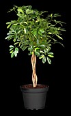 Schefflera arboricola 'Amate', trunk