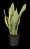 Sansevieria trifasciata var. laurentii